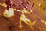 Colorful, Polished Mookaite Jasper Slab - Australia #239695-1